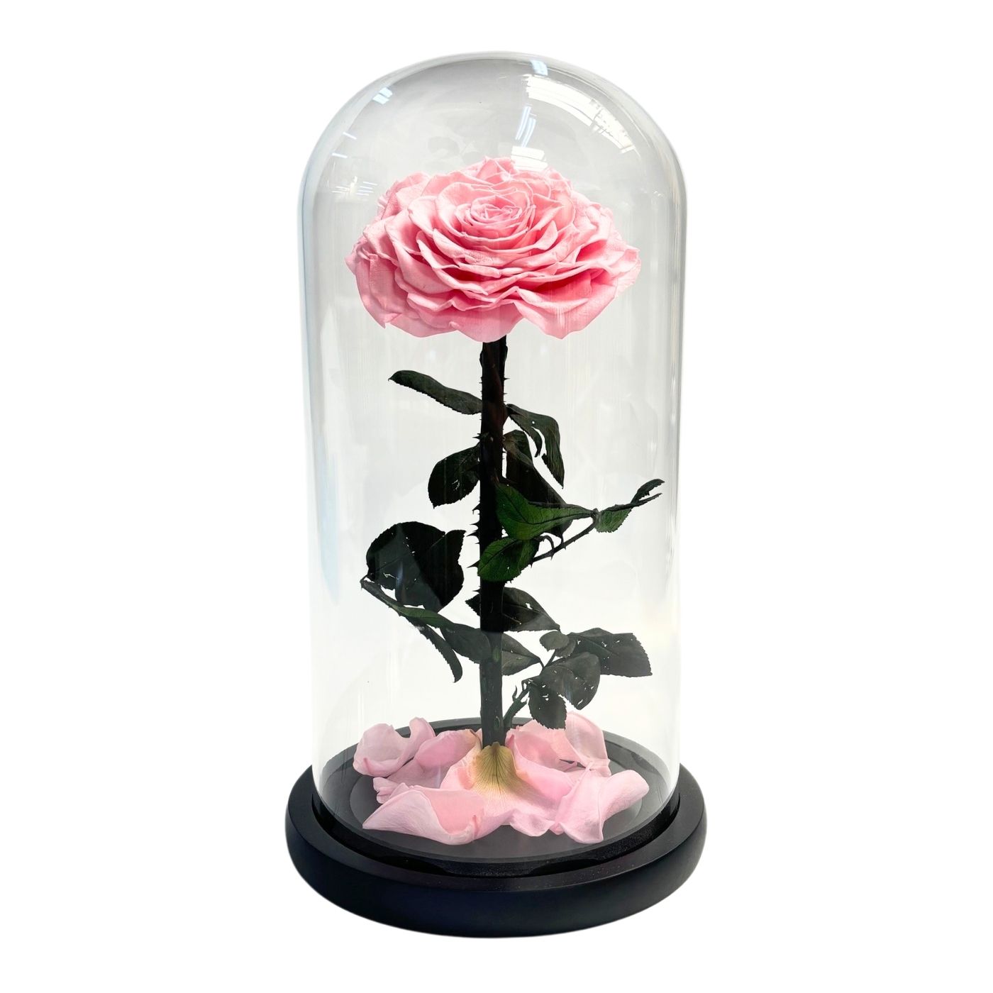 ETERNAL ROSE MEDIUM