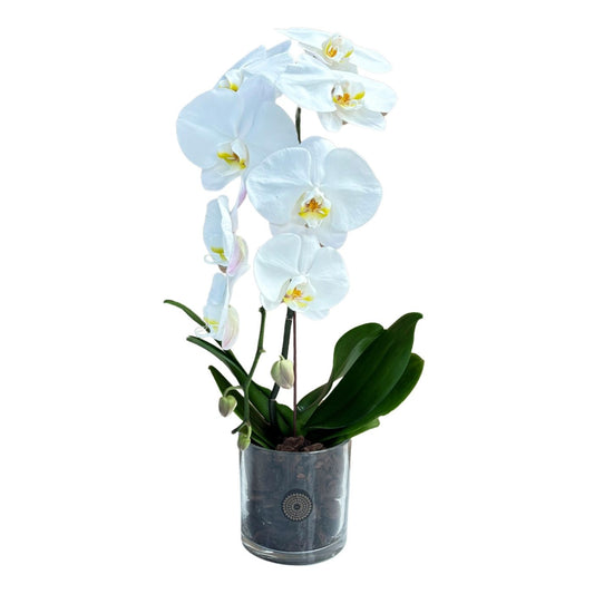 PHALAENOPSIS CASCADE IN POT