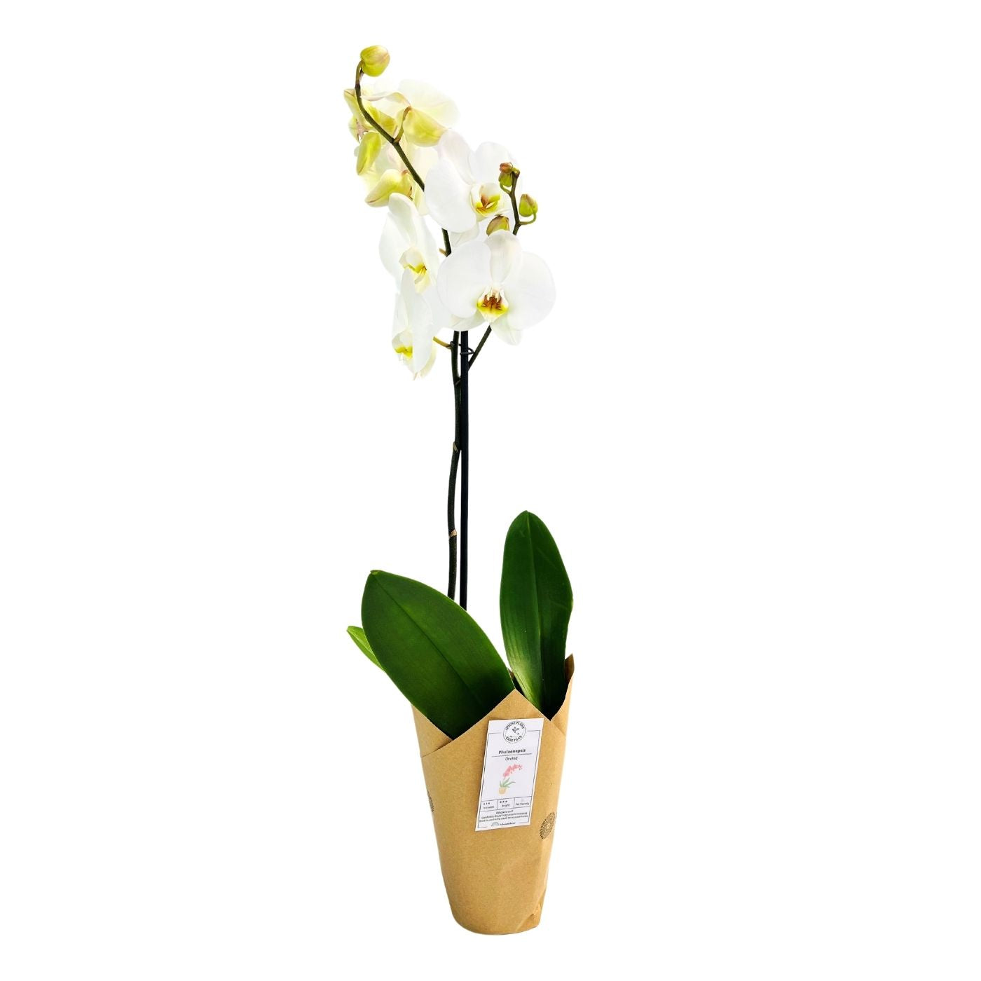 PHALAENOPSIS