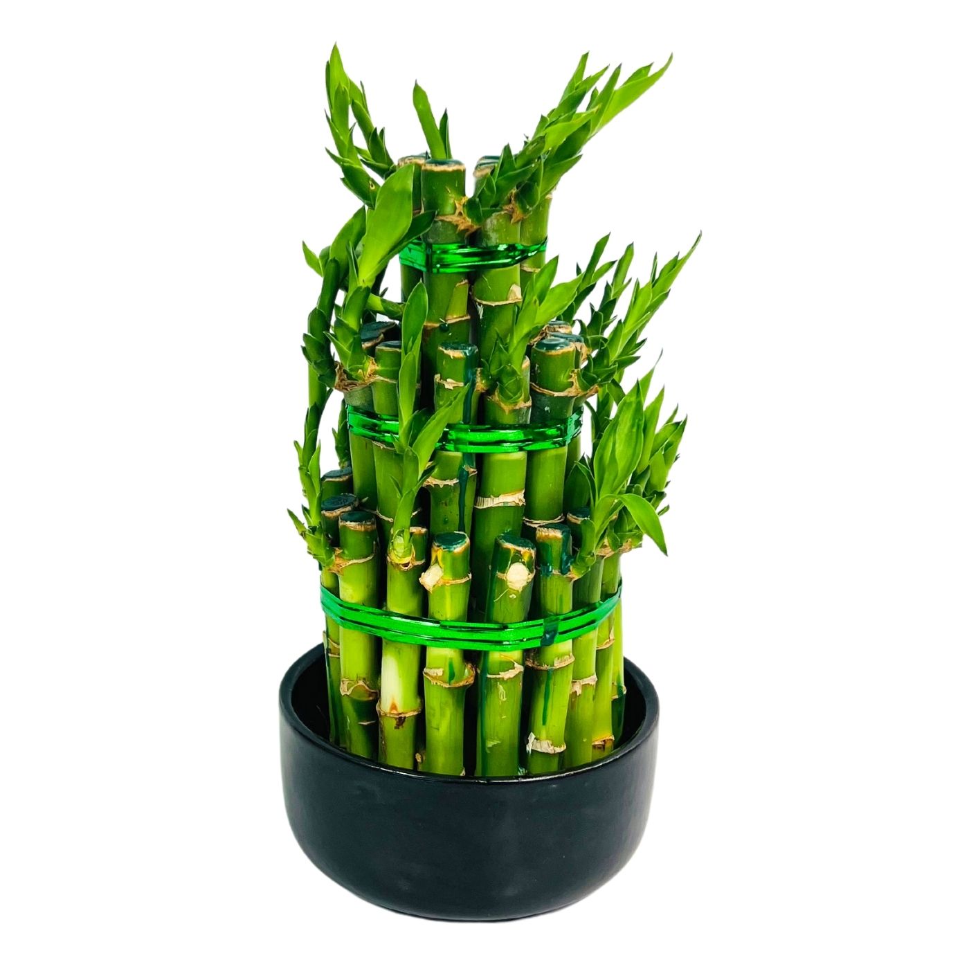 lucky bamboo pyramid LUCKY BAMBOO PYRAMID x 2 – Bloombox