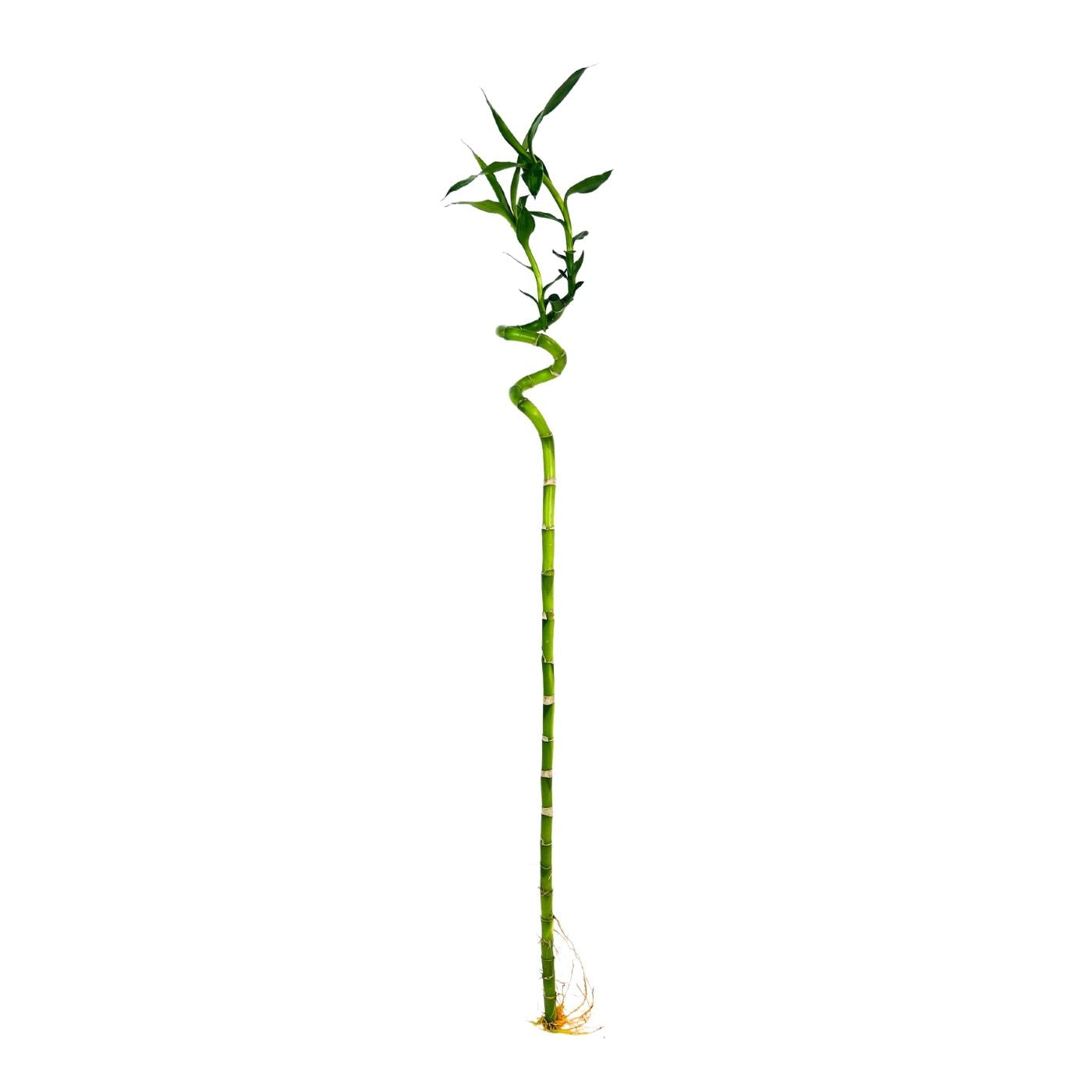 Lucky Bamboo Stick x 10