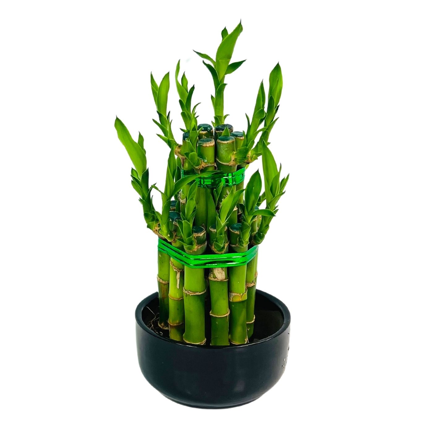LUCKY BAMBOO PYRAMID x 2