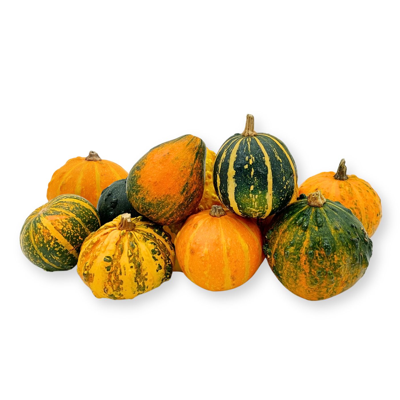 Mini Pumpkin set of 10