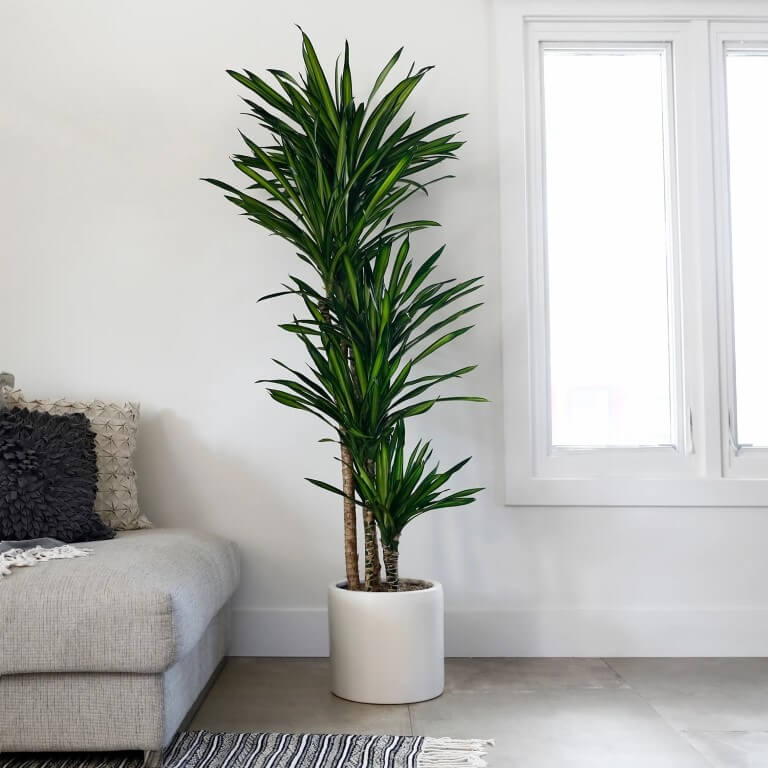 dracaena rikki indoor plant Dracaena Rikki – Bloombox
