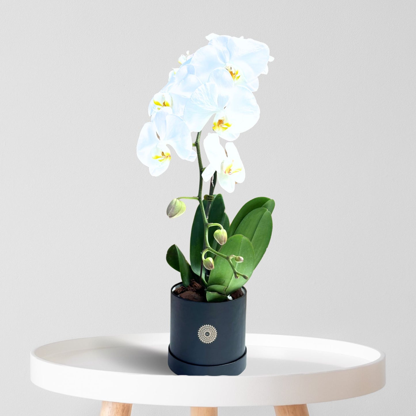 Orchid Cascade