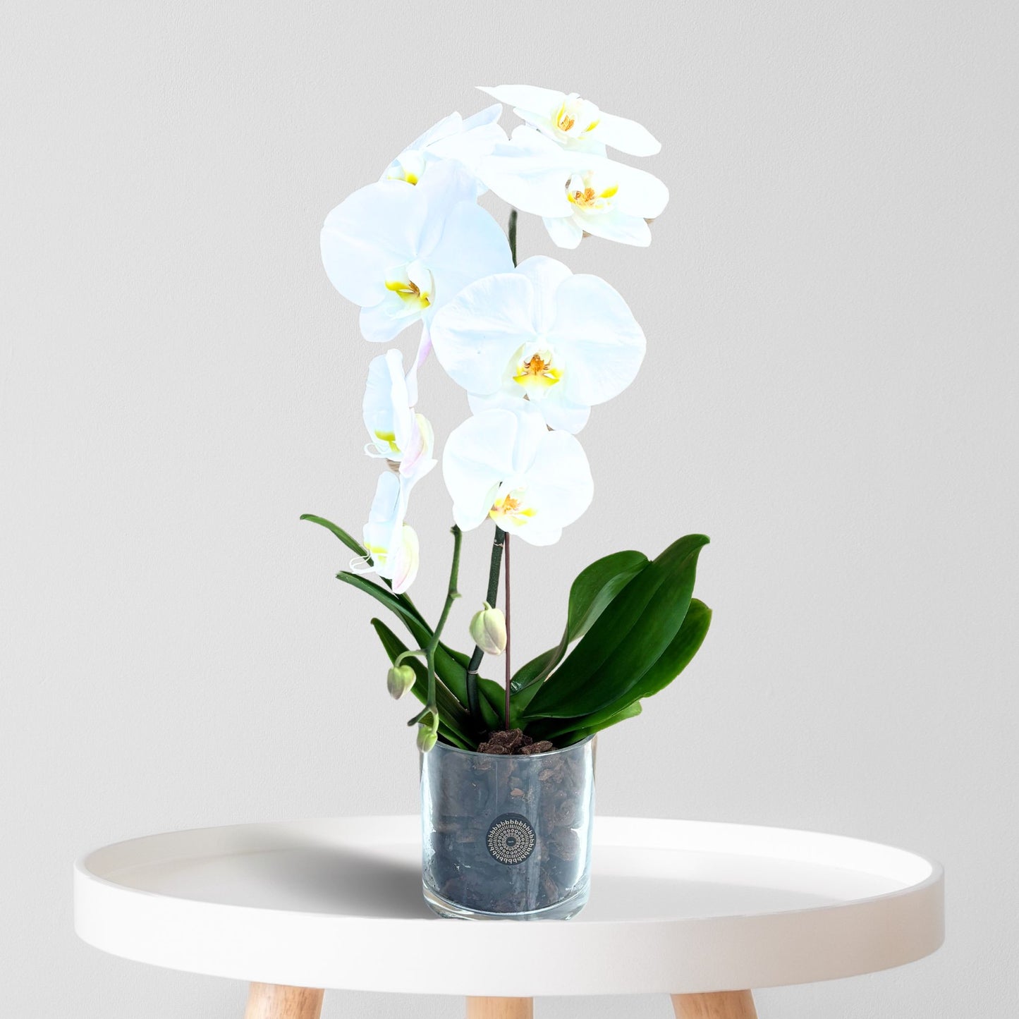 Orchid Cascade
