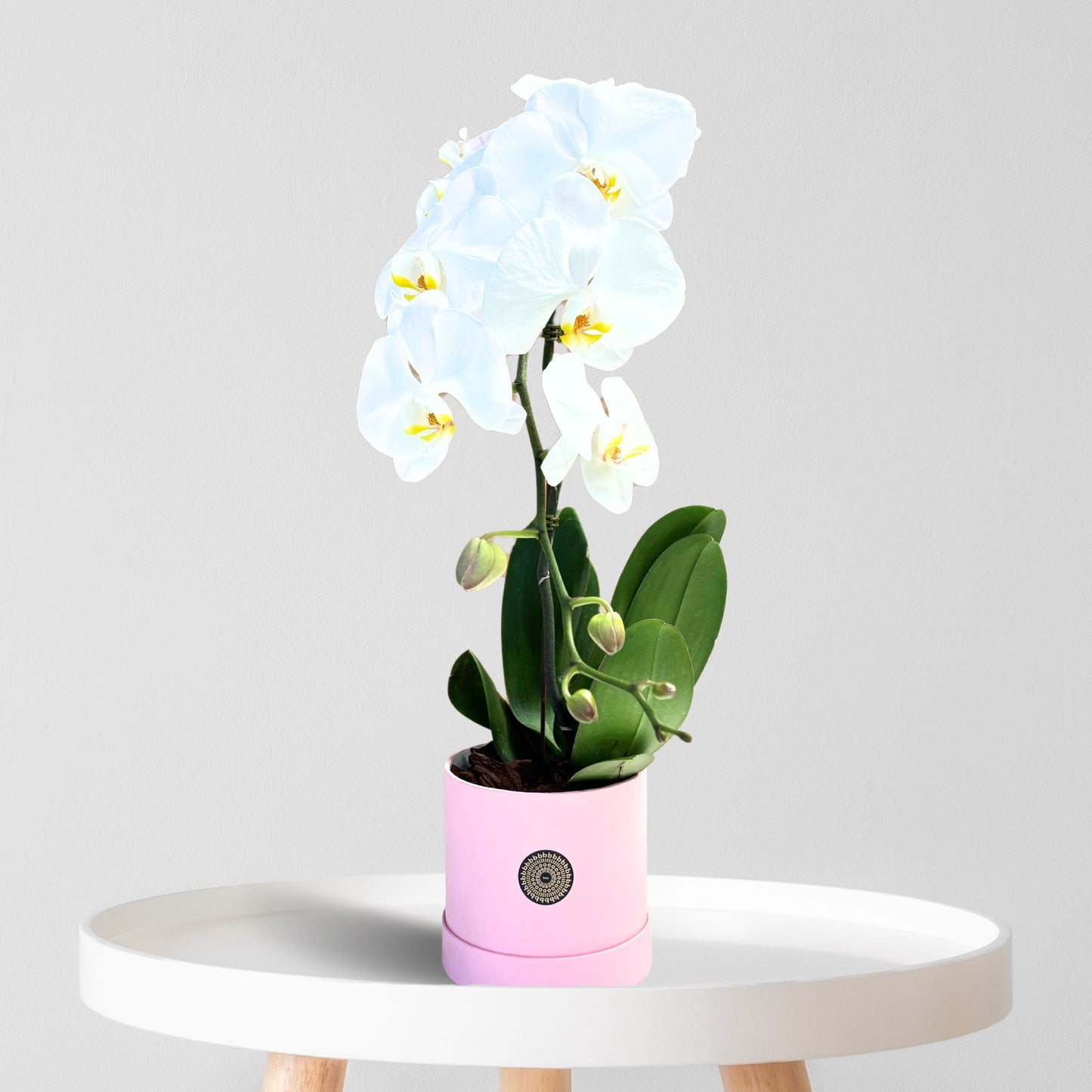 Orchid Cascade