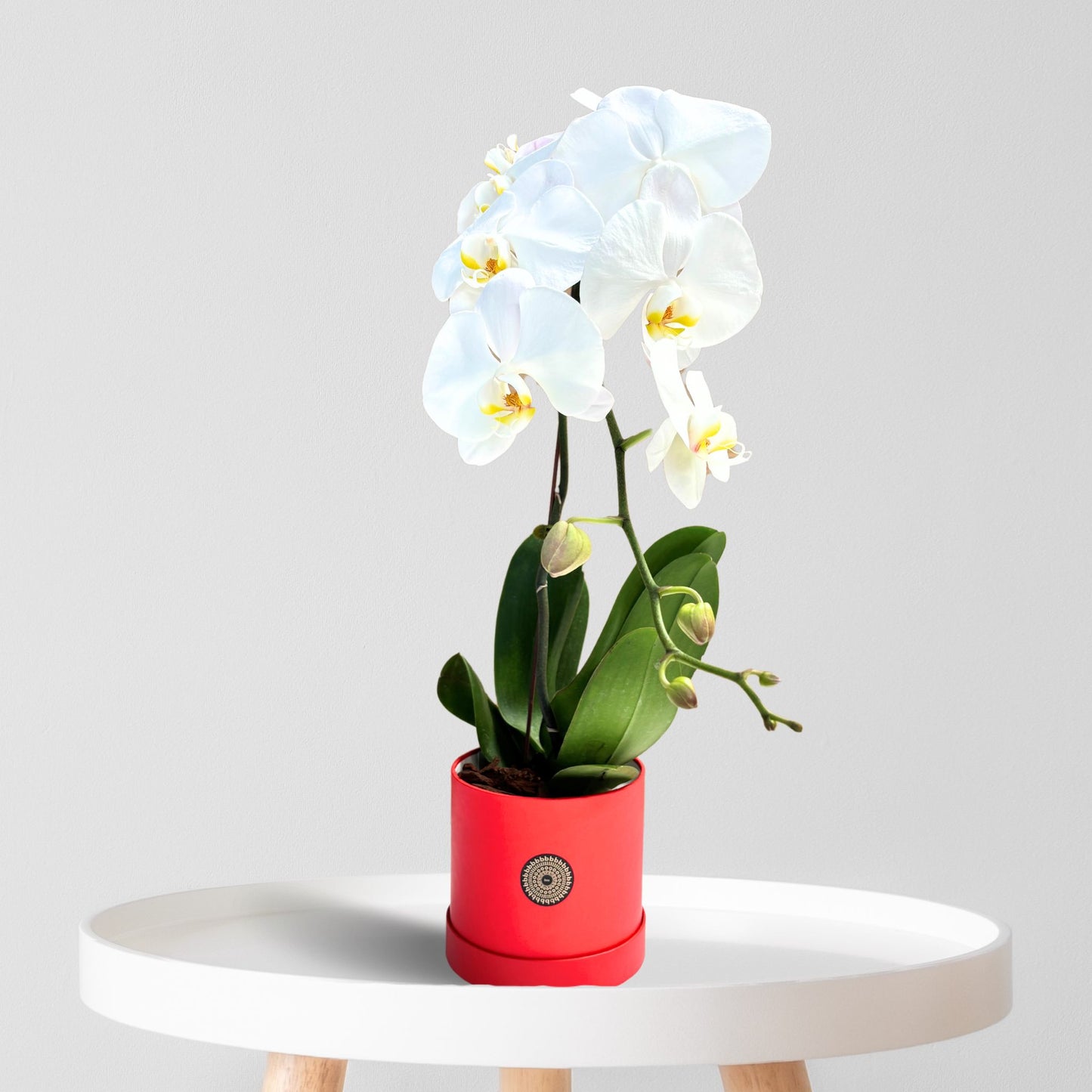 Orchid Cascade