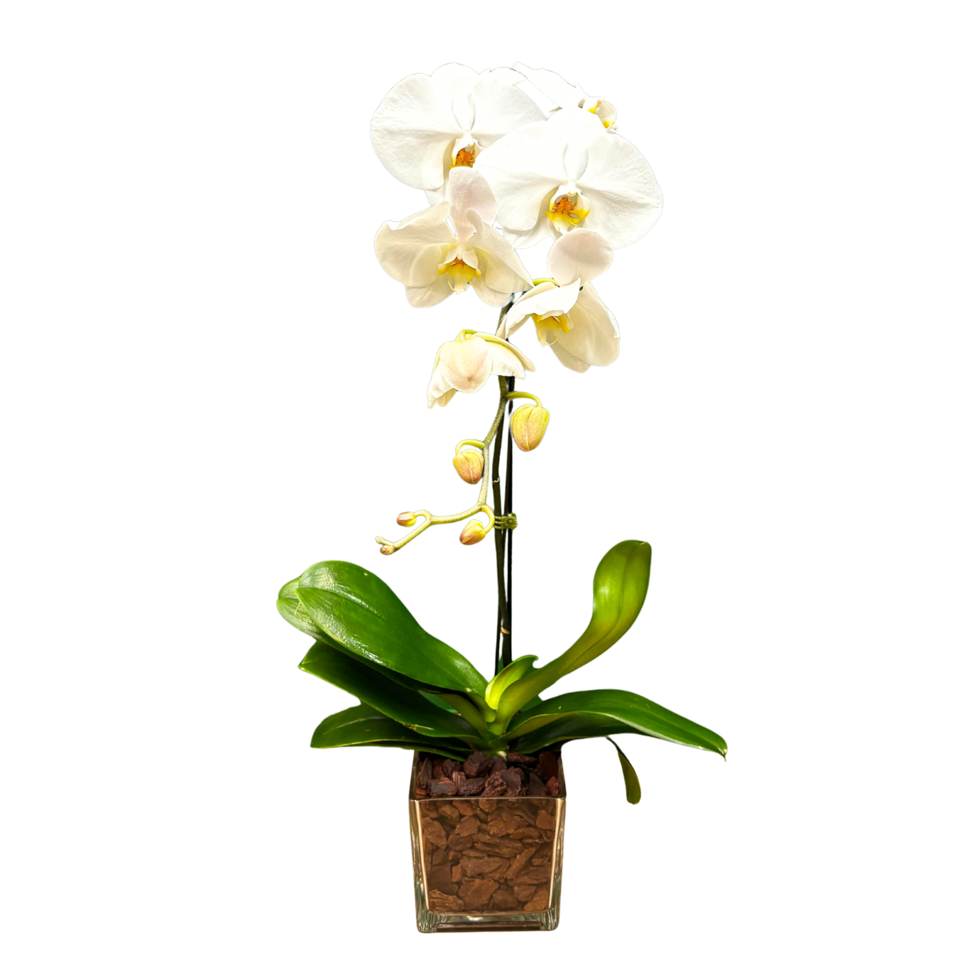 Orchid Cascade whitw