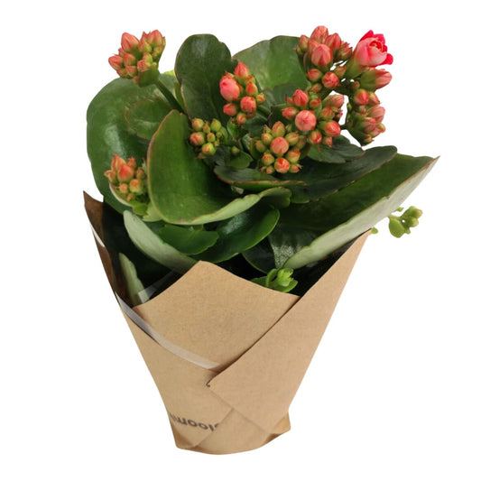 KALANCHOE PLANT PINK x 3