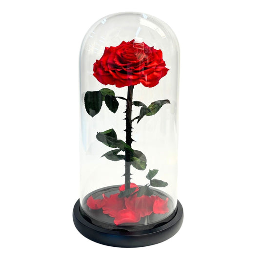 ETERNAL ROSE SINGLE LARGE
