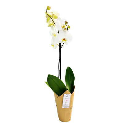 PHALAENOPSIS