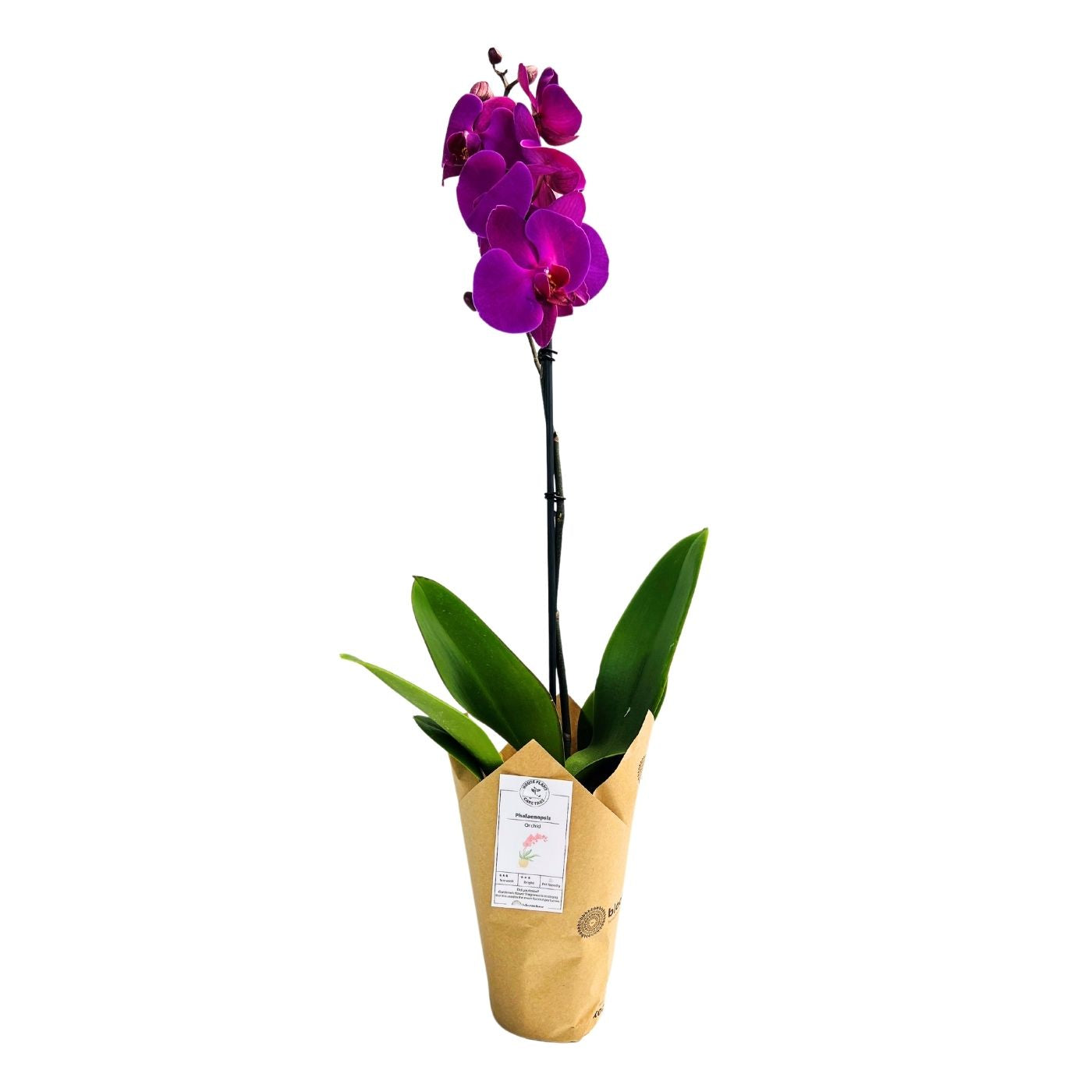PHALAENOPSIS