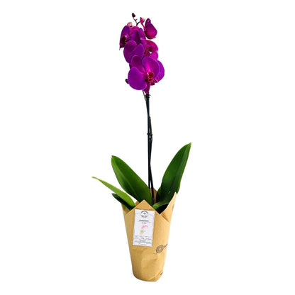 PHALAENOPSIS