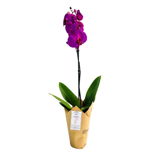 PHALAENOPSIS