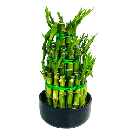 LUCKY BAMBOO PYRAMID x 2