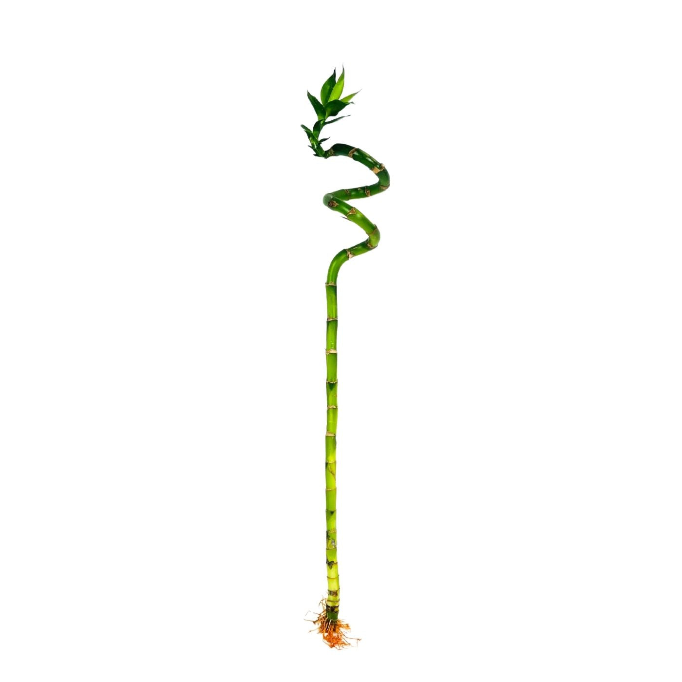 Lucky Bamboo Stick x 10