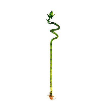 Lucky Bamboo Stick x 10