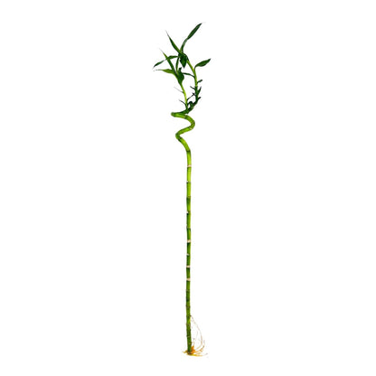 Lucky Bamboo Stick x 10