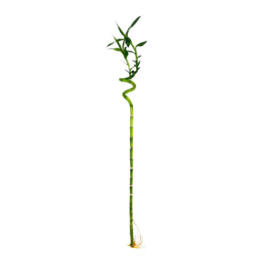 Lucky Bamboo Stick x 10