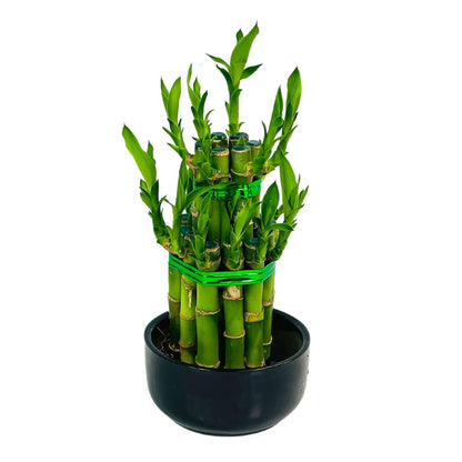 LUCKY BAMBOO PYRAMID x 2