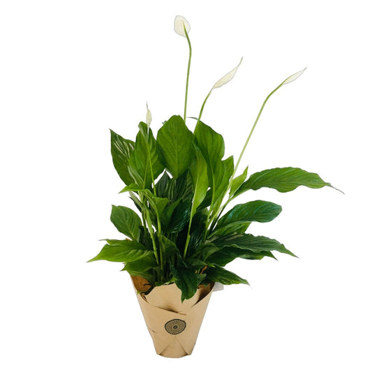 PEACE LILY PLANT x 2