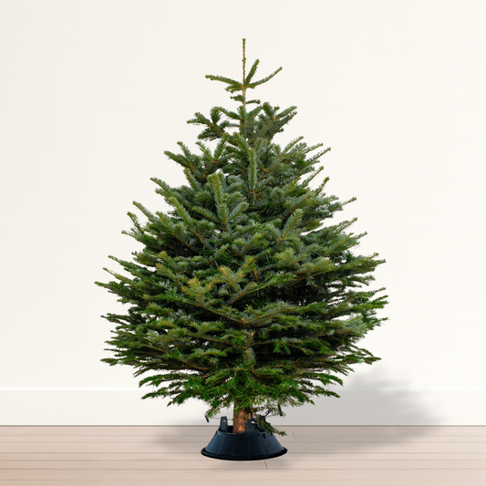 Premium Fresh Christmas Tree