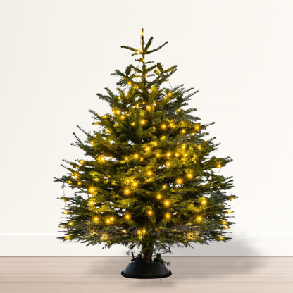 Premium Fresh Christmas Tree