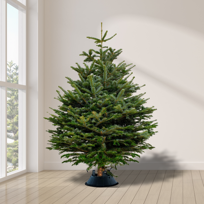 Premium Fresh Christmas Tree