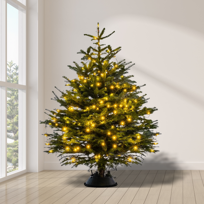 Premium Fresh Christmas Tree