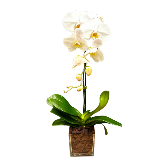 Orchid Cascade whitw