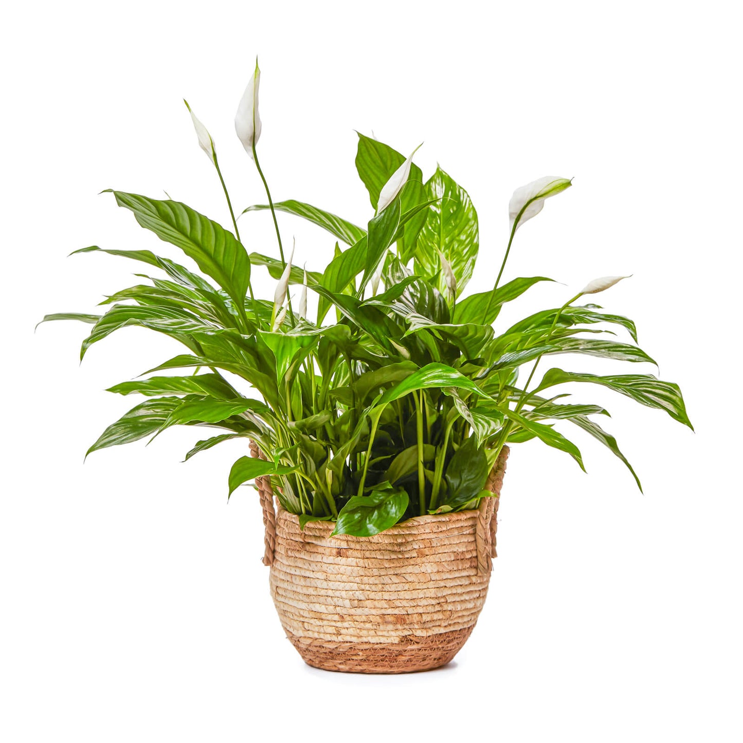 lily plant in basket